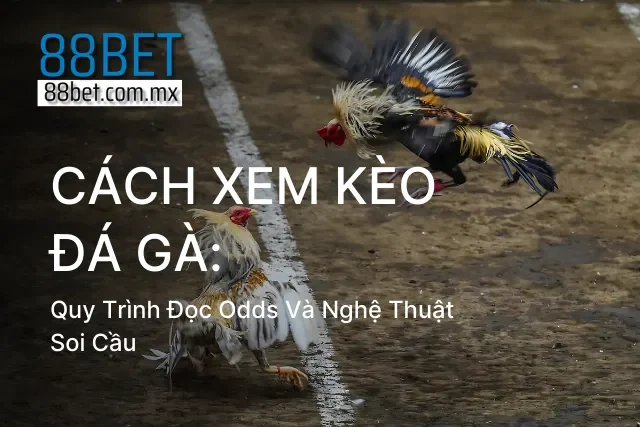 Cách Xem Kèo Đá Gà: Quy Trình Đọc Odds Và Nghệ Thuật Soi Cầu